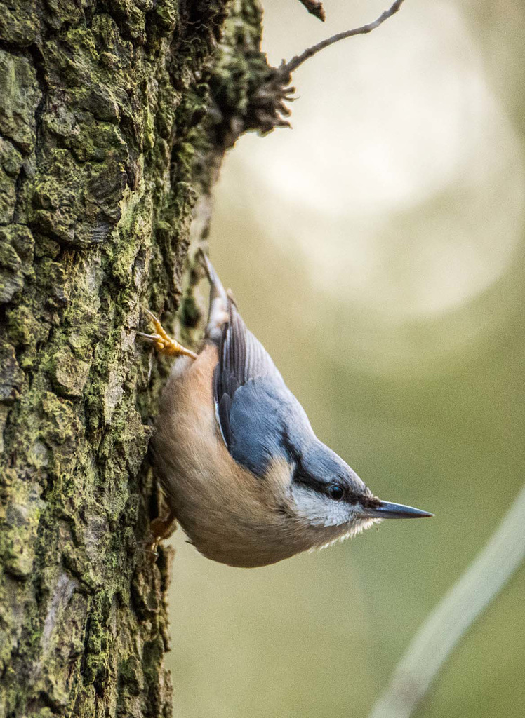 Nuthatch11