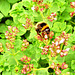 Bee On a Bush