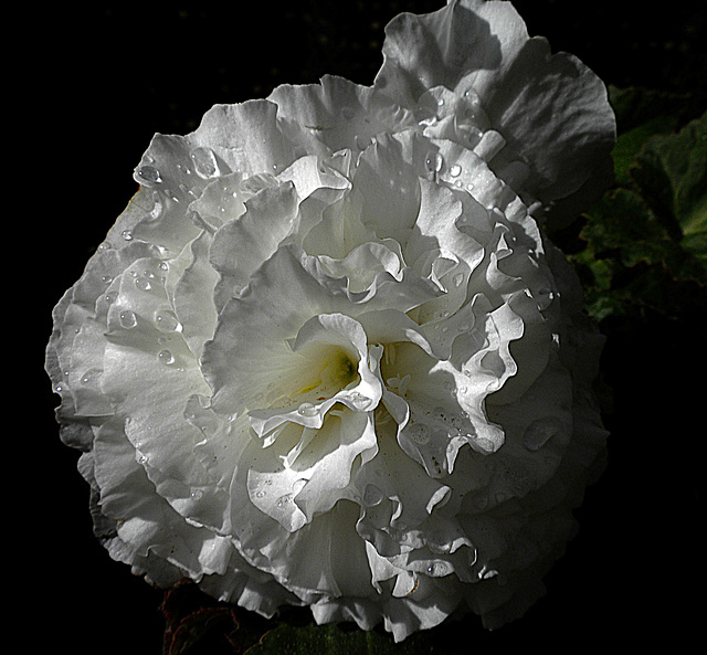 Begonia in white