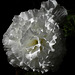 Begonia in white