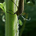 Longhorn Beetle. Agapanthia villosoviridescens