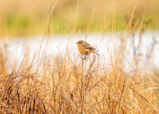 Stonechat