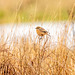 Stonechat