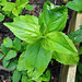20230519 0145CPw [D~LIP] Berg-Weidenröschen (Epilobium montanum), Bad Salzuflen