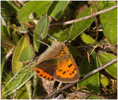 EF7A3684 Small Copper