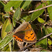 EF7A3684 Small Copper