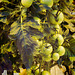 greenhouse tomatoes