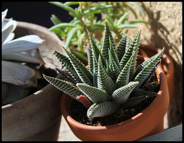 Haworthia limifolia fa striata (1)