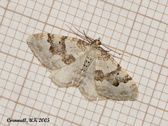 1727 Xanthorhoe montanata (Silver-ground Carpet)