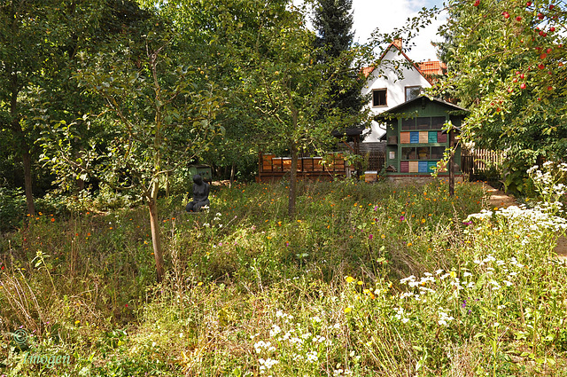 Weimar bee museum flower fields