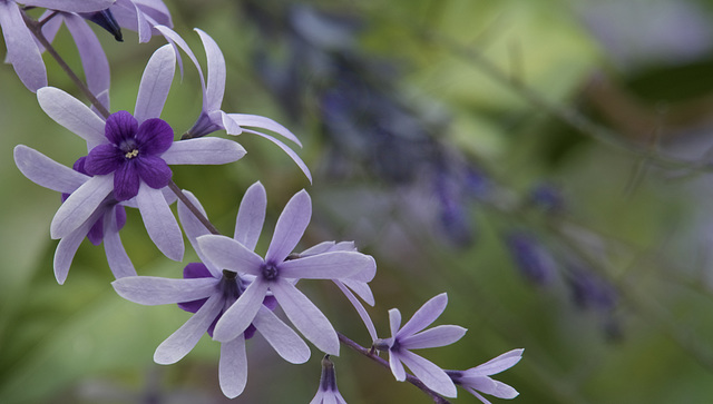 Petrea volubilis