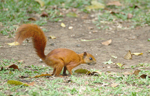 Red Squirrel EF7A665