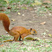 Red Squirrel EF7A665