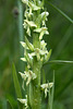 Platanthera huronensis (Tall Green Bog orchid) -- possible hybrid with Platanthera dilatata var. dilatata (White Bog orchid)