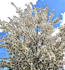 Branches Laden With Blossom