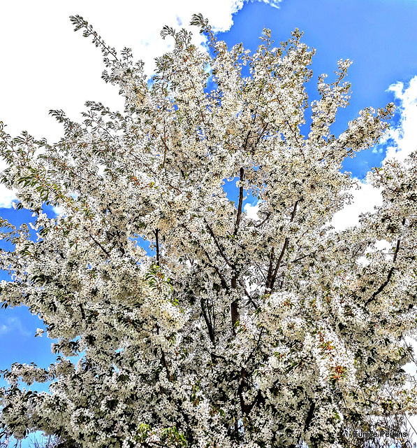 Branches Laden With Blossom