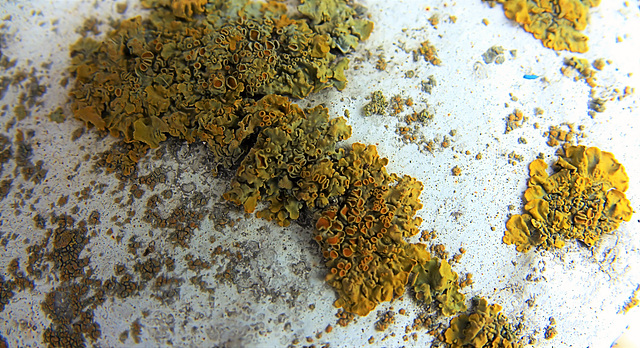 Lichen 2