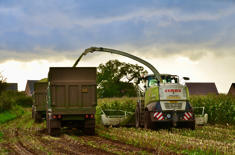 Corn crop harvesting