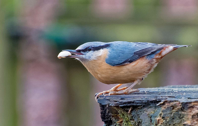 Nuthatch12