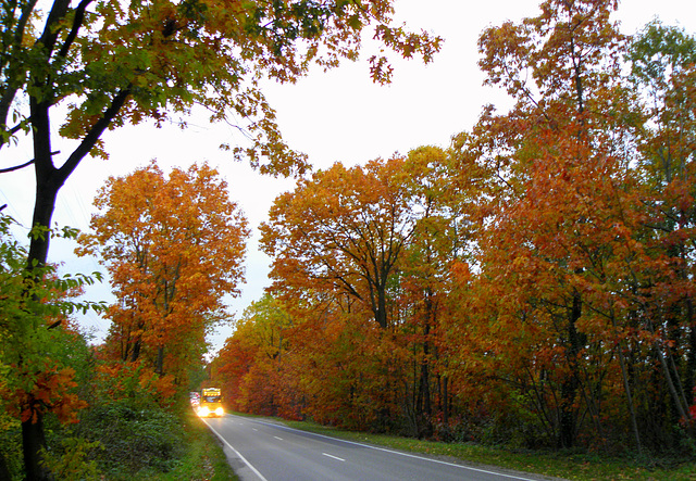 Autumn on the road