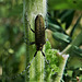 Longhorn Beetle. Agapanthia villosoviridescens