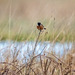 Stonechat