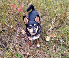 Maggie following commands. Click on the link below.