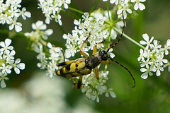 Bockkäfer auf Wiesenkerbel