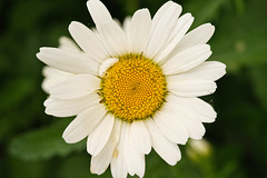 oxeye daisy