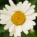 oxeye daisy