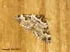 1728 Xanthorhoe fluctuata (Garden Carpet)