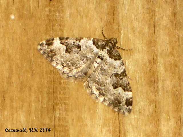 1728 Xanthorhoe fluctuata (Garden Carpet)