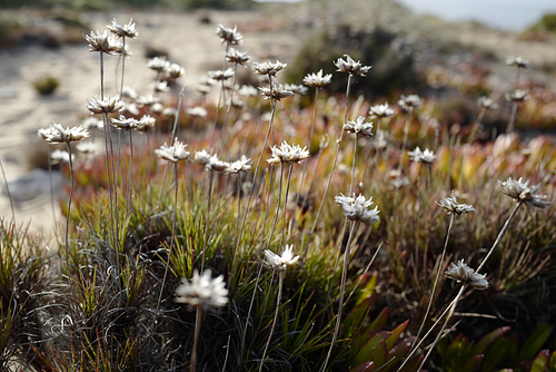 Armeria welwitschii , Guincho.