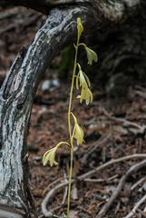 Hexalectris warnockii (Texas Purple Spike orchid or Texas Crested Coralroot orchid) rare alba form