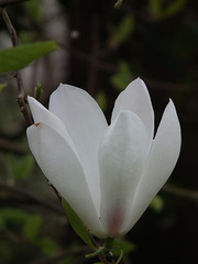 Almost white magnolia