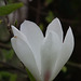 Almost white magnolia