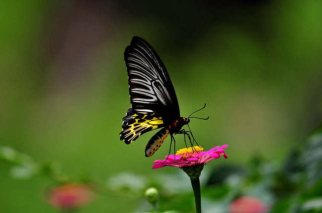 Golden Bird Wing-Thailand