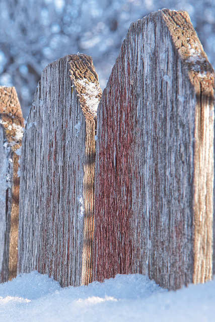 weathered fence-winter light