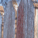 weathered fence-winter light