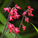 20230519 0147CPw [D~LIP] Purpurglöckchen (Heichera Hybride 'Leuchtkäfer'), Bad Salzuflen