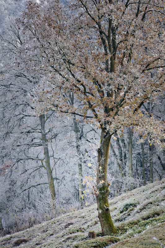 Icy Last Leaves