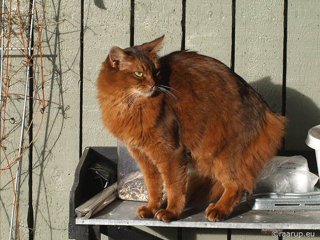 Caithlin in afternoon sunshine