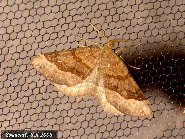 1732 Scotopteryx chenopodiata (Shaded Broad-bar)