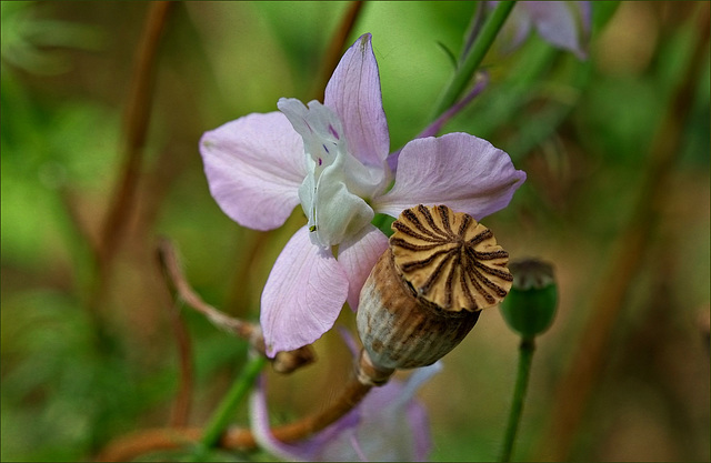 Sommerliches