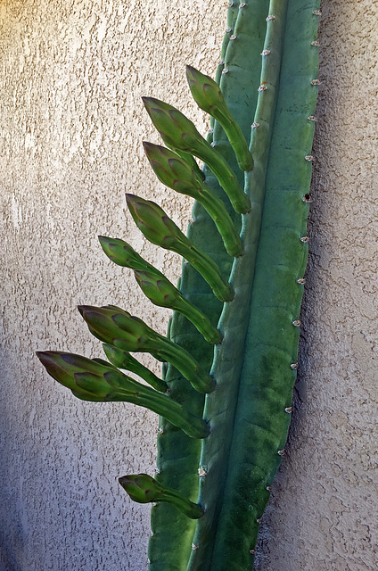 Cactus about to bloom (0810)