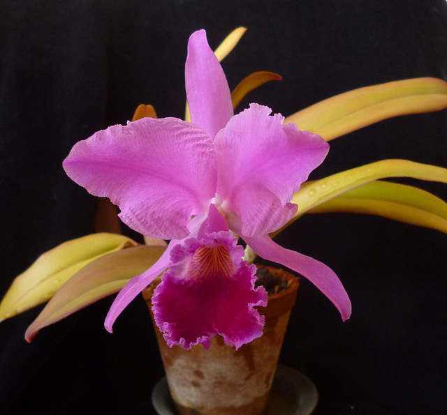 Cattleya labiata Rubra