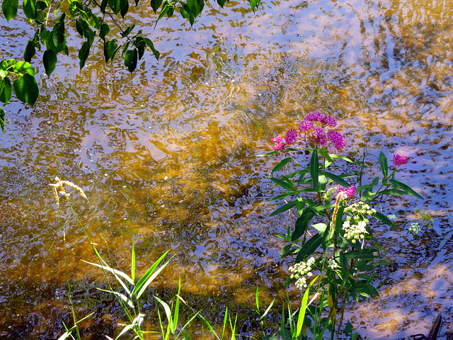 Summer magic at the Stoney Creek.