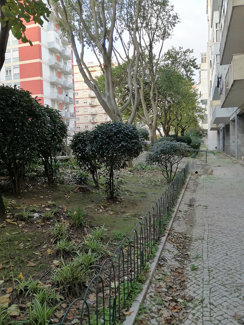 A small garden between Benfica's blocks - IX
