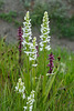 Platanthera dilatata var. dilatata (White Bog orchid)