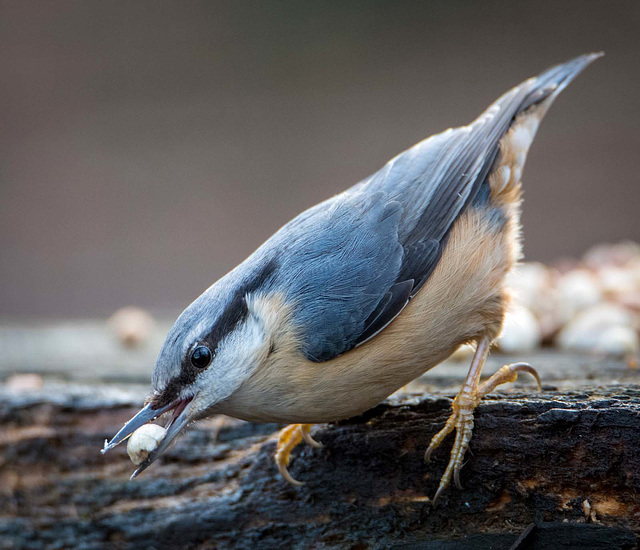 Nuthatch14